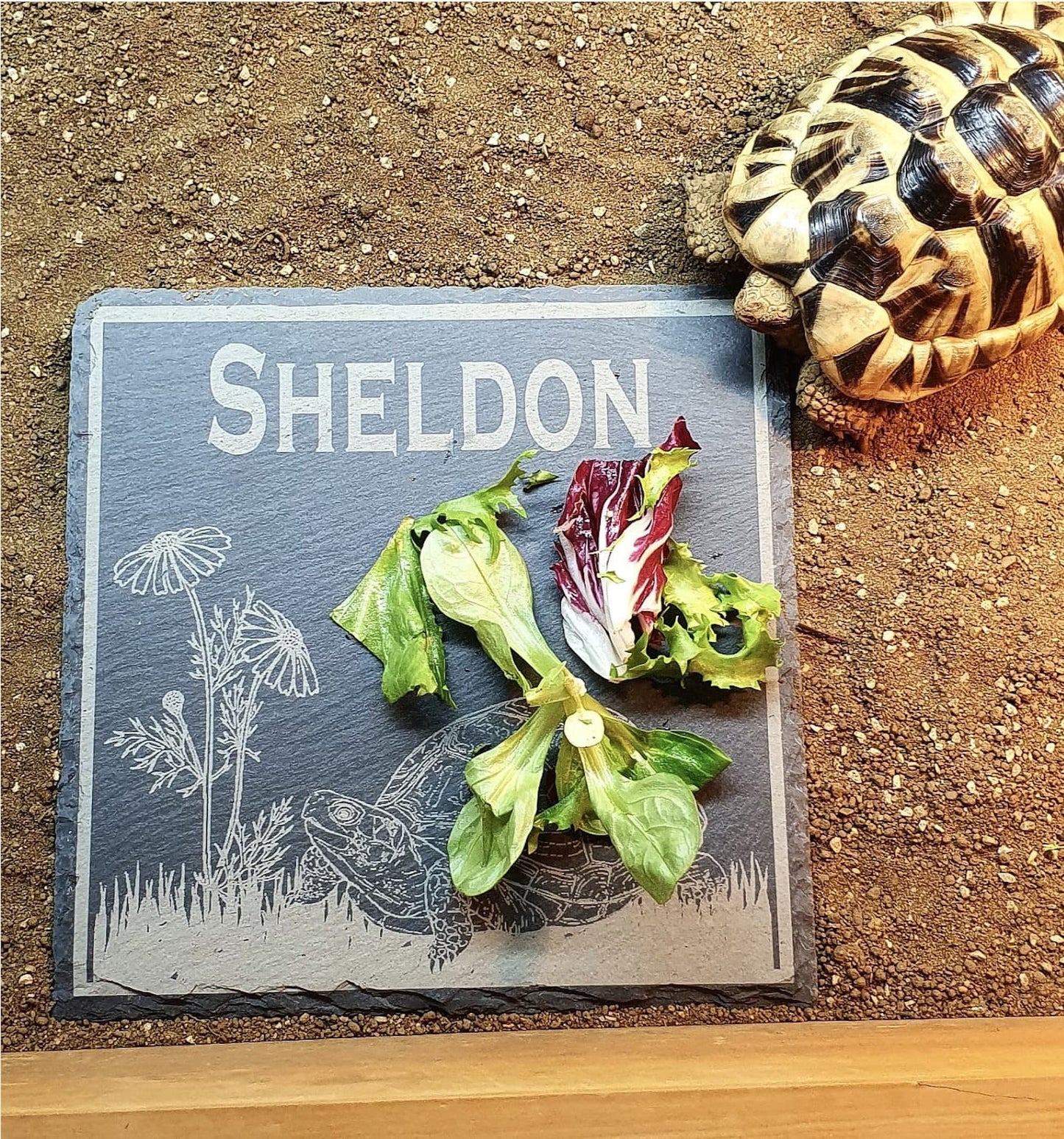 Personalised Tortoise feeding slate. - LaserGiftsuk