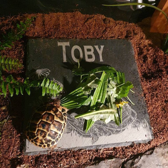 Personalised Tortoise feeding slate.
